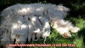 Питомник ЮЖНОРУССКИХ ОВЧАРОК "ОБЕРЕГ РОССИИ" ПРЕДСТАВЛЯЕТ ЩЕНКОВ.