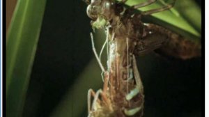 Развитие стрекозы