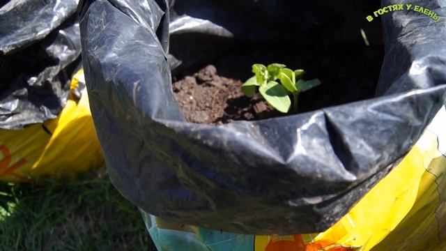 ВЫСАДКА РАССАДЫ В МЕШКАХ ОГУРЦЫ, ТЫКВЫ, КАБАЧКИ, ЧАСТЬ 1 смотреть онлайн