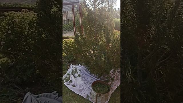 Кипарисовик Элвуди Лавсона первая стрижка
