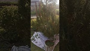 Кипарисовик Элвуди Лавсона первая стрижка