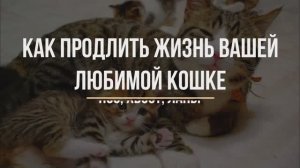 Чтобы ваша кошка жила долго и счастливо