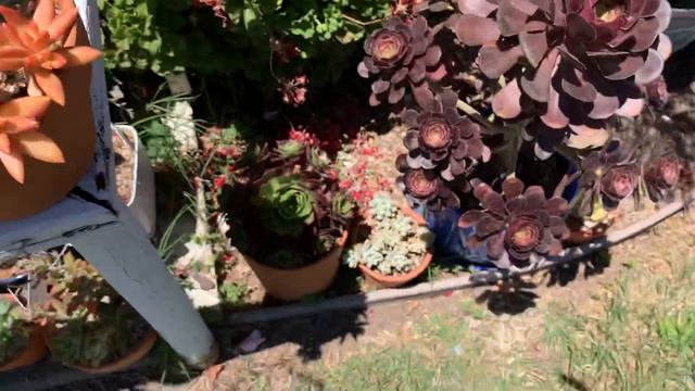 My succulent collection смотреть онлайн