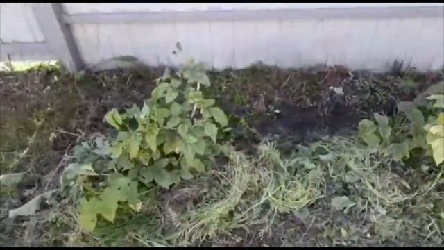 ДАЧНЫЙ ВЛОГ. ОФОРМИЛА МЕСТО ПОД ЯБЛОНЕЙ / РАЗОБРАЛАСЬ В ТЕПЛИЦЕ / ТЕПЛИЦА смотреть онлайн