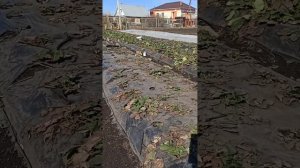 Клубника на Урале. Начало сезона.