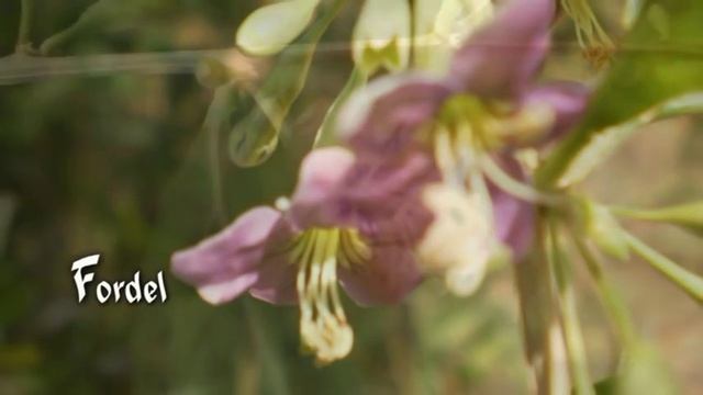 goji berries - ягоды ГОДЖИ - или дереза смотреть онлайн