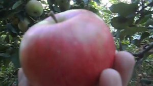 Сорт яблок ПРИМА