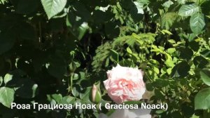 РОЗА ГРАЦИОЗА НОАК ( Graciosa Noack )