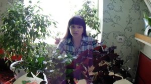 ОКСАЛИС (КИСЛИЦА, Oxalis) уход