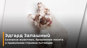Эдгард Запашный. Сознание животных, брошенные лосята и правильная стрижка питомцев 