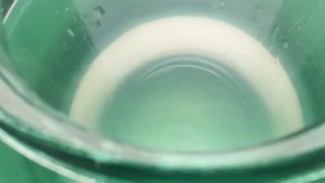 Получил икру Данио первый опыт