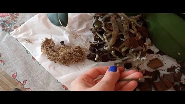 Прикорневая детка, вросшая в горшке в орхидеи смотреть онлайн