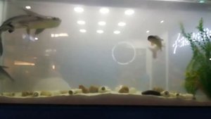 Акулы балу