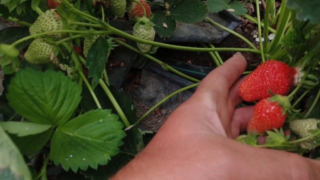 Парко-хозяйственный день, сбор Квики и Априки. смотреть онлайн