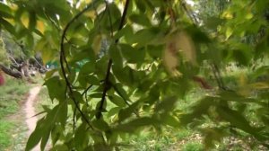 «Ретро» Видеокамера Sony HDR XR350