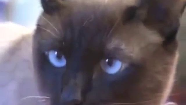 Тайские кошки, описание породы, характер тайской породы кошек смотреть онлайн