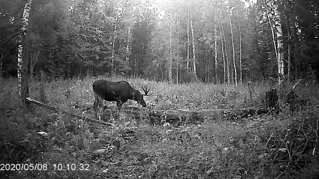 Лоси на солонце в августе.Два быка,лосиха с лосенком и еще лоси.Дикая природа. смотреть онлайн