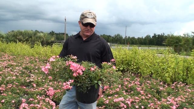 Pink Drift Rose смотреть онлайн