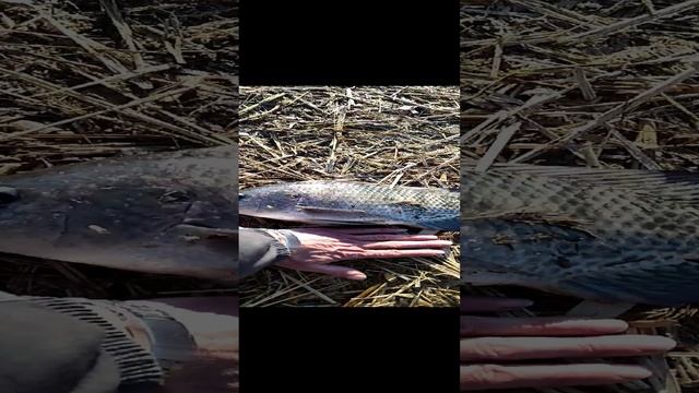 Телапия смотреть онлайн