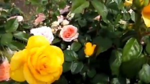 Rose Kerio (Керио роза)