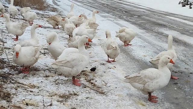 ЧЕМ КОРМИТЬ ГУСЕЙ ЗИМОЙ ? ? БАКСОВ смотреть онлайн