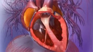 Работа сердца, сокращение сердца