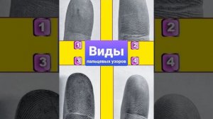 Папиллярные узоры