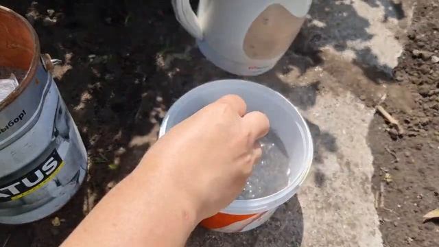 Шикарная подкормка смородины и крыжовника для налива крупных сладких ягод ?? ? смотреть онлайн