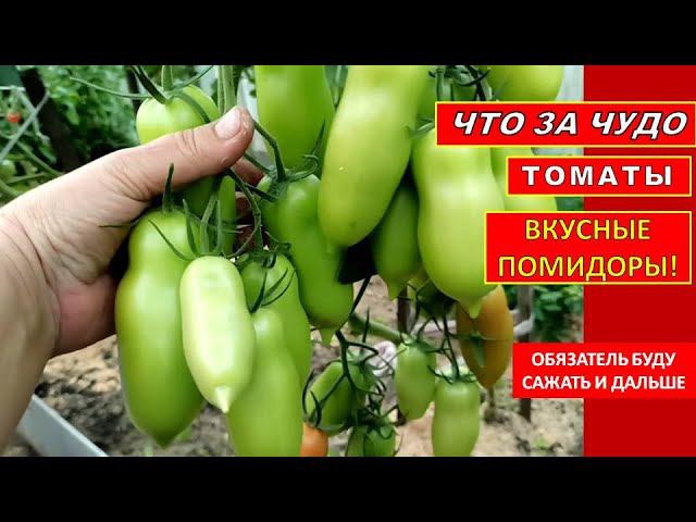 3 ГОДА САЖАЮ СОРТ ТОМАТА ДЛЯ ТЕПЛИЦ. ПОМИДОРЫ ВКУСНЫЕ.УРОЖАЙНЫЙ ГИБРИД ЦАРСКОЕ ИСКУШЕНИЕ.УХОД ПОЛИВ