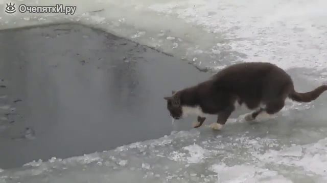 Кот поймал рыбу в проруби. смотреть онлайн