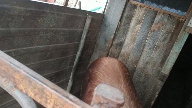 Расселение свиней. Свиноматки. Отбиваю поросят. смотреть онлайн