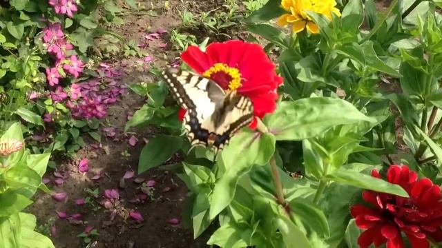 Бабочка махаон на моих циниях смотреть онлайн