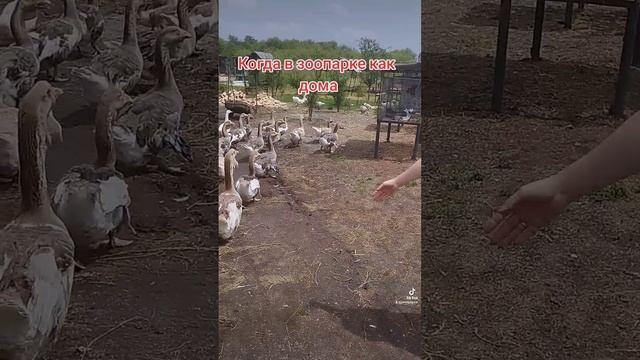 Когда в зоопарке как дома смотреть онлайн