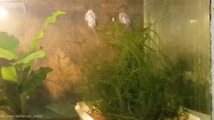 как разводить псевдоскат севилья, The Complete Fish Life Cycle, akvaarioissa, akvaariumi kalad