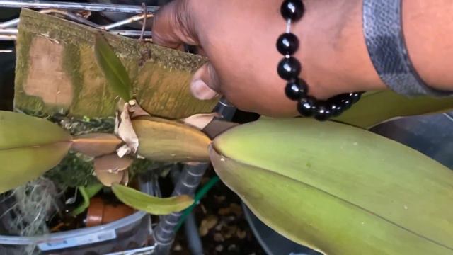 AN ORCHID A DAY EPISODE 319 I RESURRECTION OF ORCHIDS BACK INTO MY COLLECTION #orchidjungle смотреть онлайн