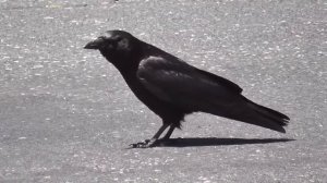 Как говорят животные развивающее видео для малышей | Учим звуки животных | ВИКТОРИНА для детей