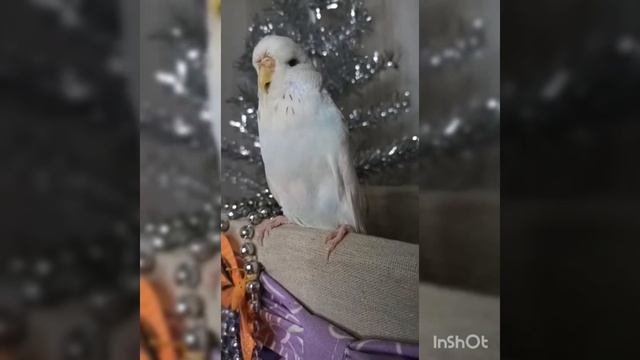 Выставочные волнистые попугаи Чехи