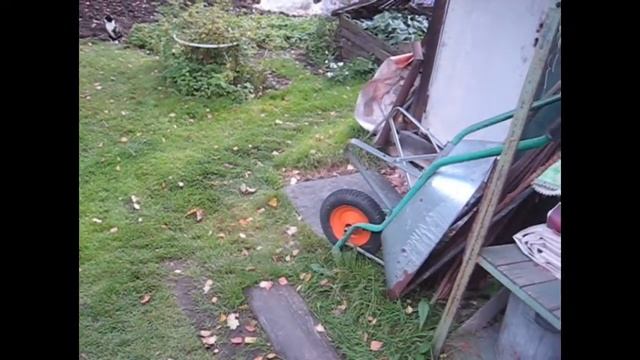 Убрали редьку, репу, дайкон/ Ежевика смотреть онлайн