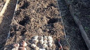 ВЫРАЩИВАНИЕ КАРТОФЕЛЯ СЫНОК И САРПА МИРА В ОРГАНИЧЕСКОЙ ГРЯДКИ 2023 Г ЧАСТЬ-2 // С. Х. У