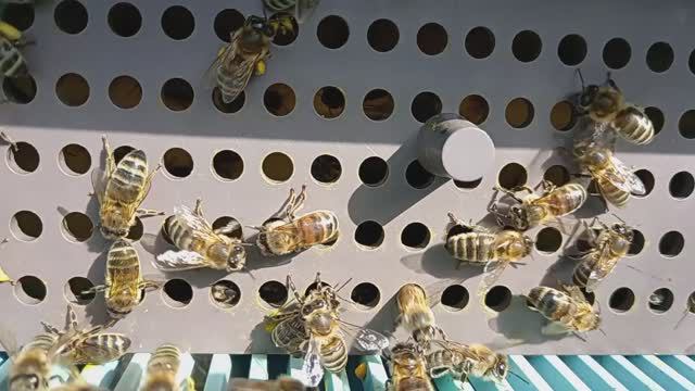 Пчёлы понесли первую пыльцу с Ольхи (29.03.2024 г.)