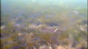 Балансир Aqua Classic (подводные съёмки)