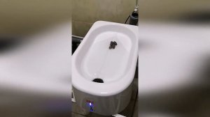 Автоматический кошачий туалет