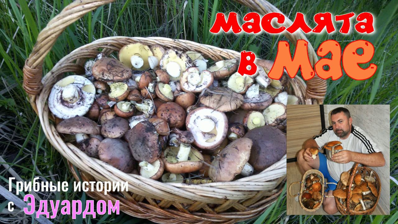 ГРИБНЫЕ Истории с Эдуардом - 23 Серия. Грибы в МАЕ !!!. смотреть онлайн