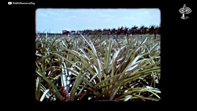 4-е СОСТОЯНИЕ ЖИЗНИ: Внутренний свет - БИОФОТОНЫ. Часть 55 - ВЕРСАДОКО