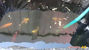 Отвечаю на вопросы подписчиков #1. Кормление и разведение Карпов кои. Пруд в теплице.Фильтрация вод