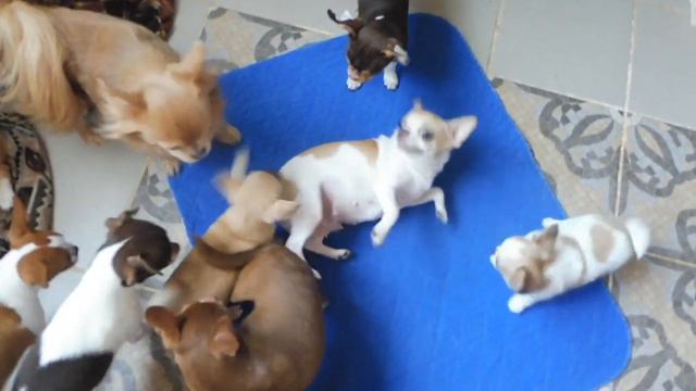 ПЕРВОЕ ЗНАКОМСТВО ЩЕНКОВ ЧИХУА С ДРУГИМИ СОБАЧКАМИ #ПРОДАЮЩЕНКАЧИХУА( ПИТОМНИК "МАРИ МИСТИК" ) смотреть онлайн