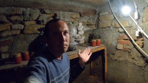 Вешенки в погребе без заморочек.