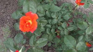 Моя роза ГЛОРИЯ ДЕЙ не соответствует описанию