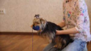 ?DIY?///ИГРУШКА ДЛЯ СОБАКИ ИЗ БУТЫЛКИ?\\\Своими руками!?