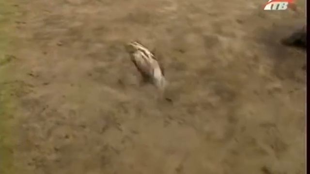 Диалоги о рыбалке №8. Рыбалка на леща в Полтаве смотреть онлайн